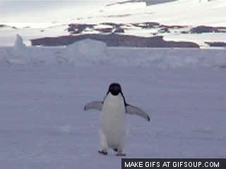 penguin-walking-o