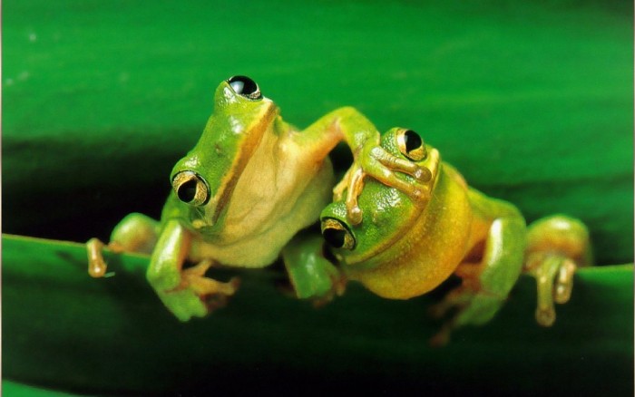 Cartoon-Frogs-Wallpapers-HD-Picture-e1376915537166