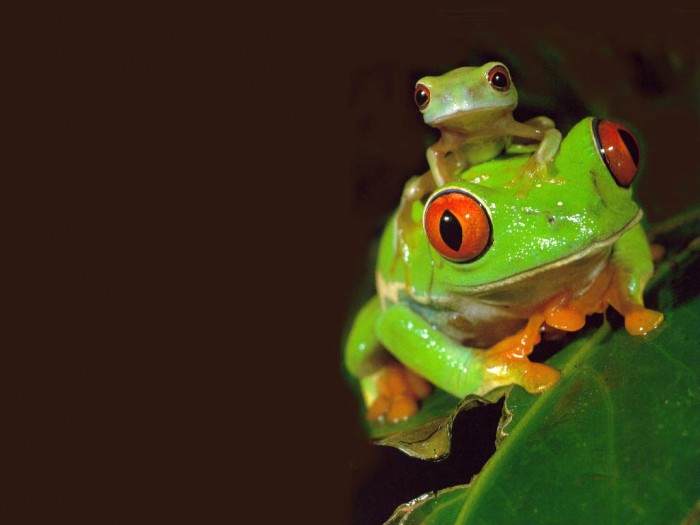 singingfrogs
